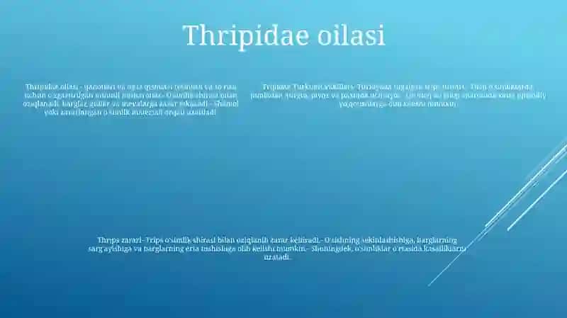 Tripslar - Thripidae Turkumi Vakillari 4