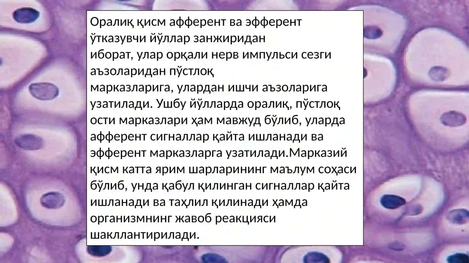 Sezgi аъзолари (Organa Sensuum) 4