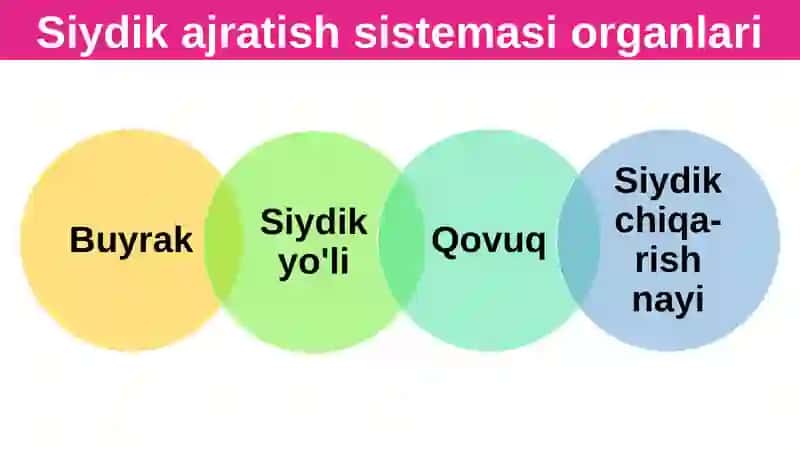 Siydikayrish organlarining tuzilishi 4