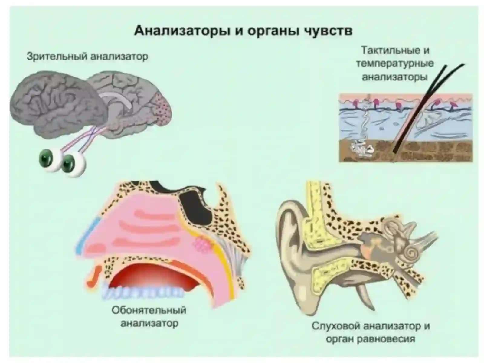 Analizatorlarning umumiy xususiyatlari 4