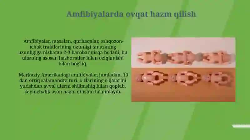 Ovqat hazm qilish sistemasining filogeniyasi 4