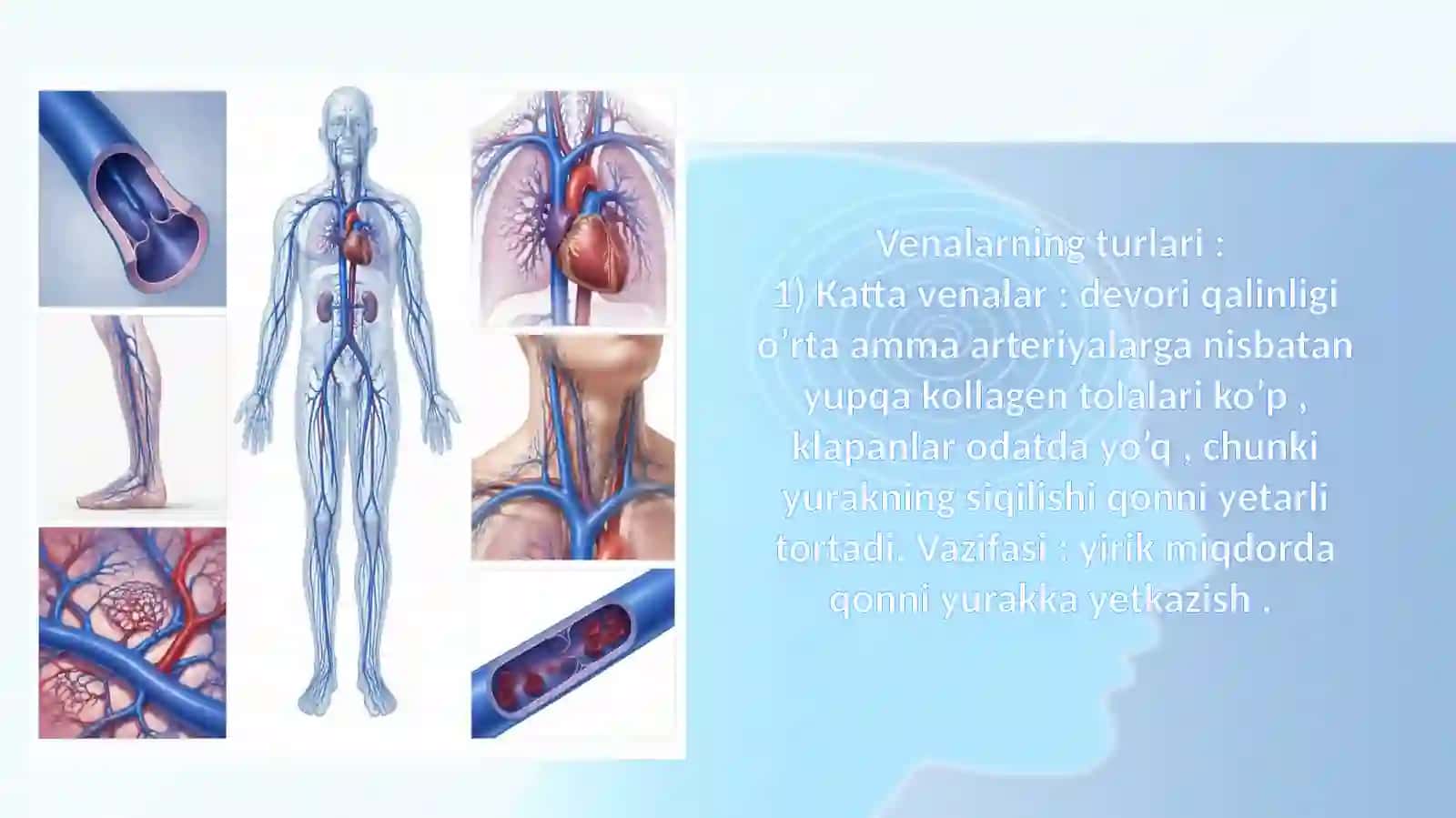 VENA QON TOMIRI 4