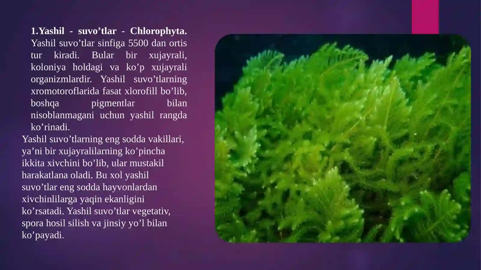 Shero va Charosning Botanikasi Presentatsiyasi 4
