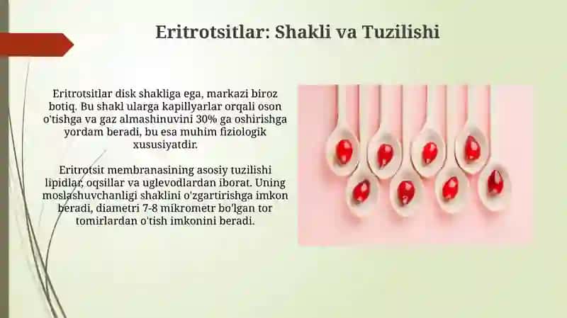 Eritrotsitlar gemoglabin va uning turlari 4