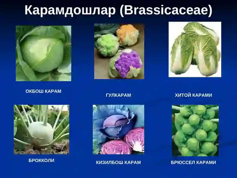 Сабзавот экинларининг гурухланиши 4