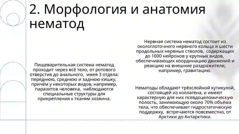 Круглые Черви (Nemathelminthes) 4
