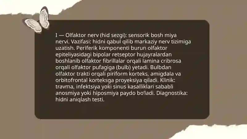 Bosh miya nervlari 4