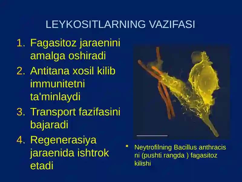 LEYKOSITLAR FIZIOLGIYASI 4