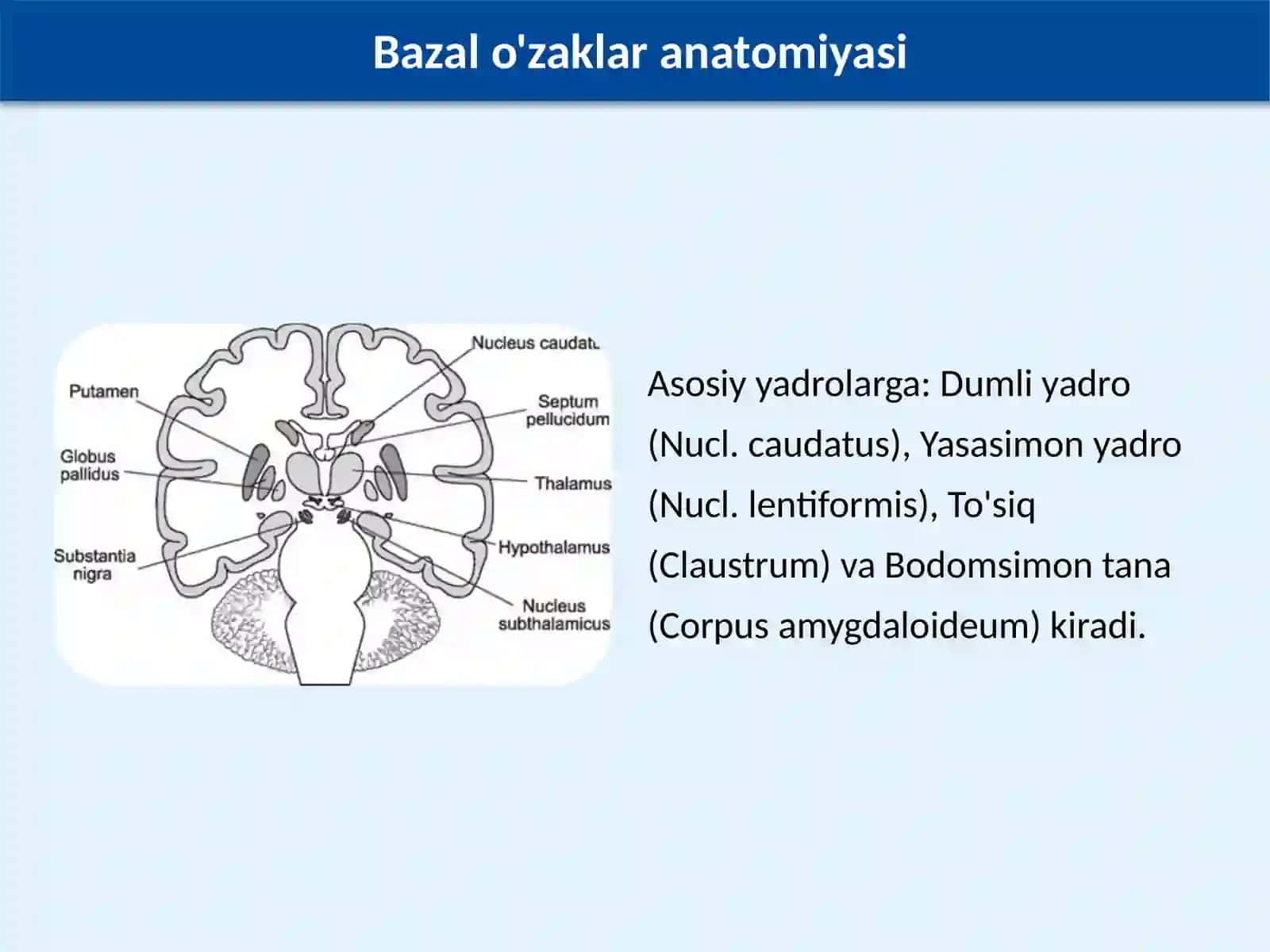 Bazal o'zaklarning kliniko-anatomik ahamiyati 4