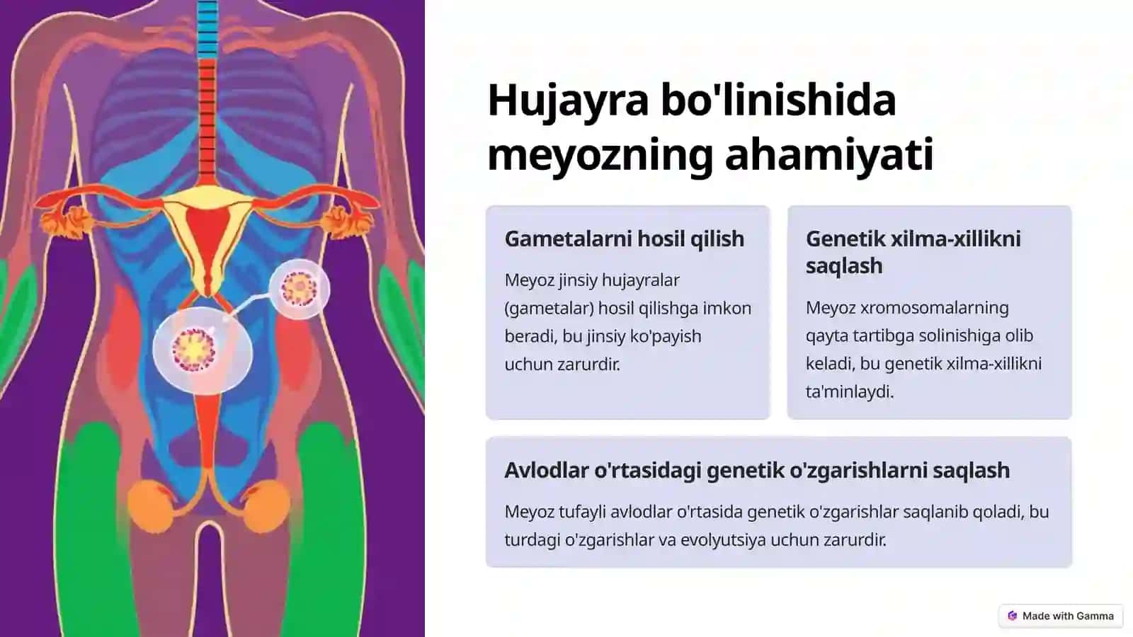 Hujayraning Meyotik Sikli 4