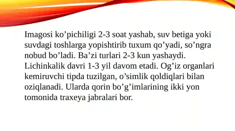 Kattaturkum-Efemeroidlar-Ephemeroidie 4