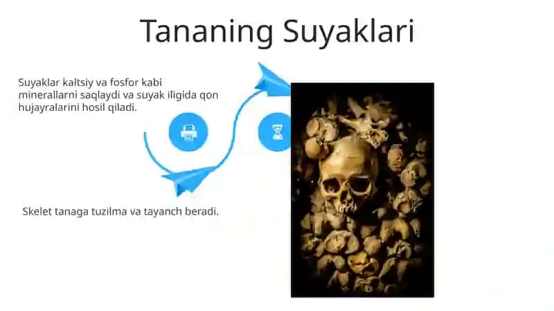 Suyaklar anatomiyasi 4