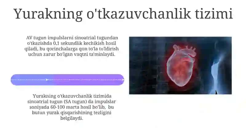 Yurak anatomiyasi 4