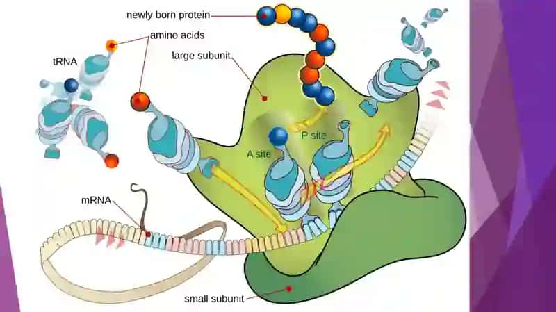 Oqsil biosintezi ingibitorlari 4