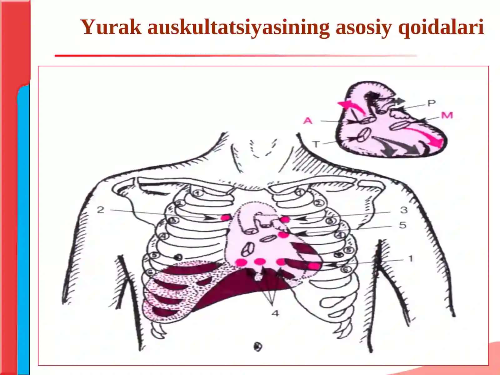 Yurak auskultatsiyasi 4
