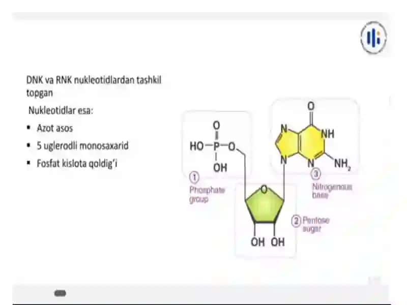 Nukleinkislotalar 4