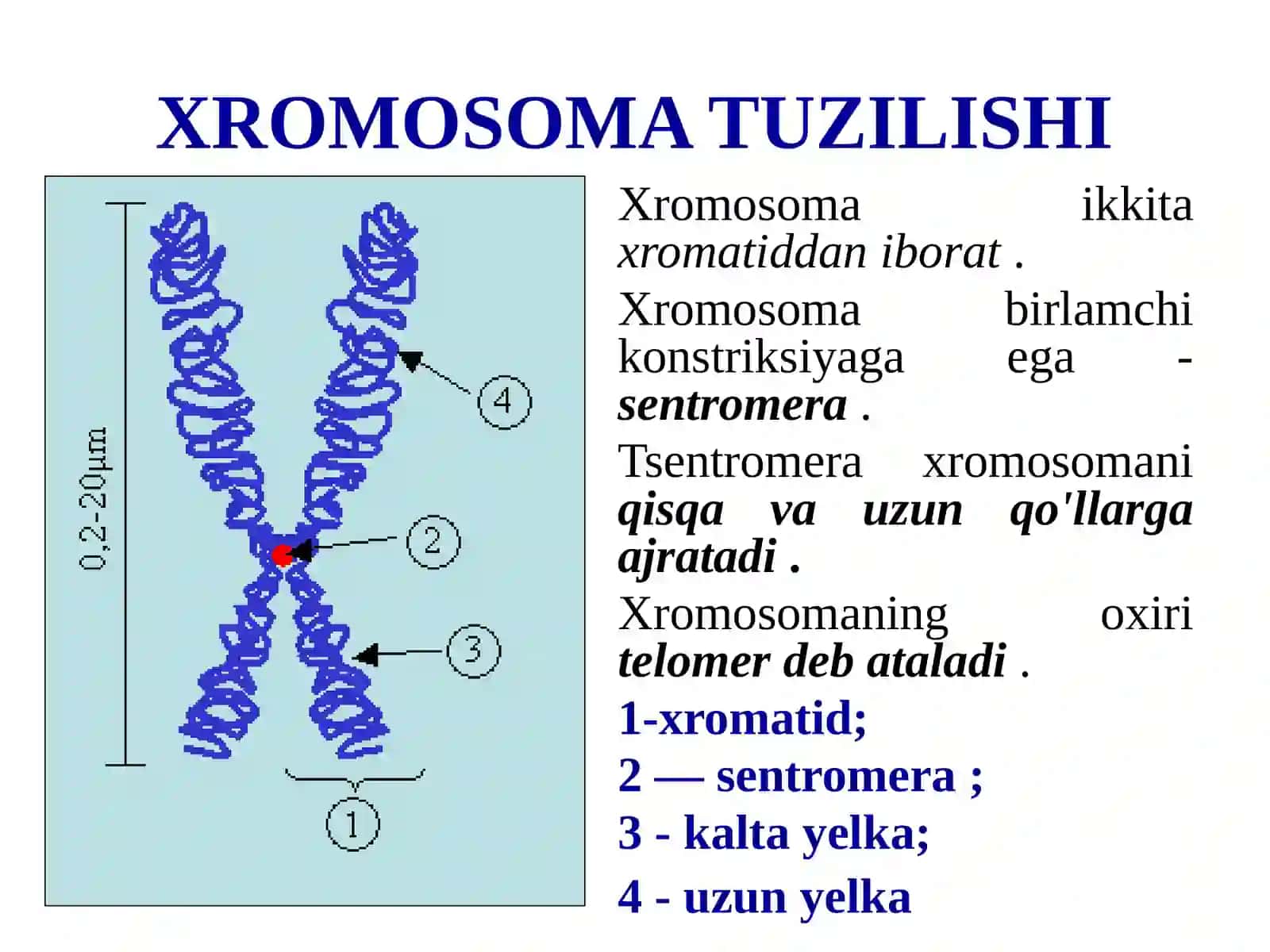 Xromosomalar 4