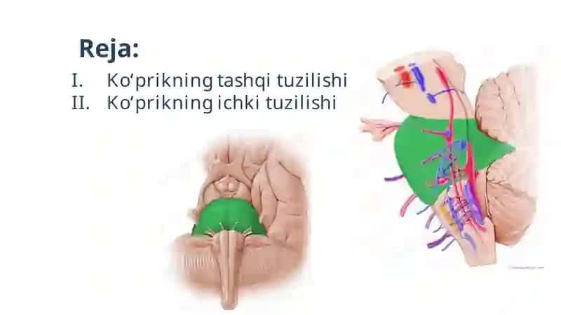 Anatomiya 4