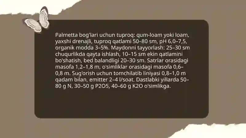 Palmetta bog'larini yetishtirish texnologiyasi Nuriddinova E'zozaxon 4