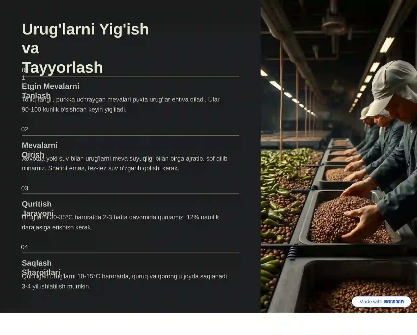 Qalampir Yalpiz O'simligi 4