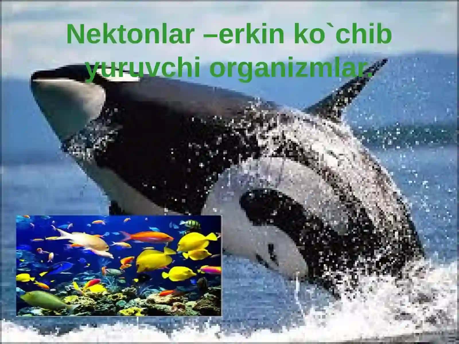 Okean boyliklari, ulardan foydalanish va muhofaza qilish 4