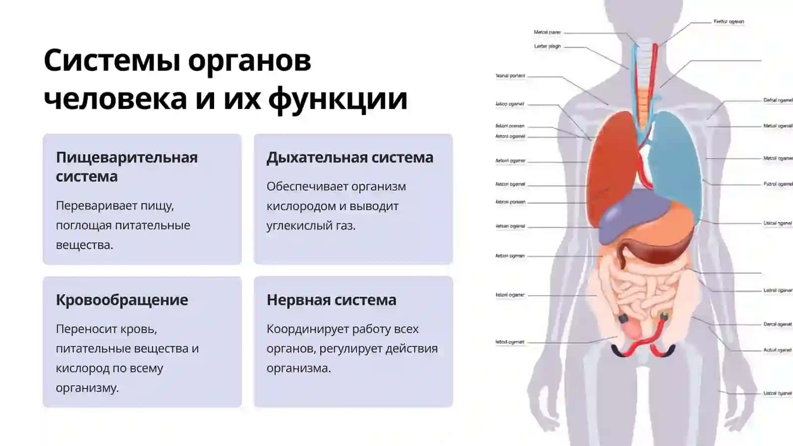 Организм как единое целое 4