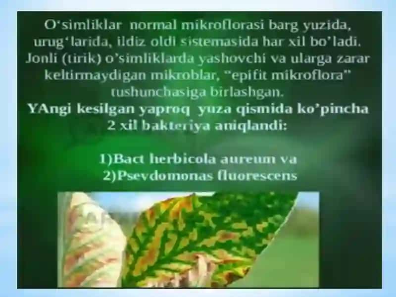 KASALLIK QO’ZG’ATUVCHI BAKTERIYALAR 4