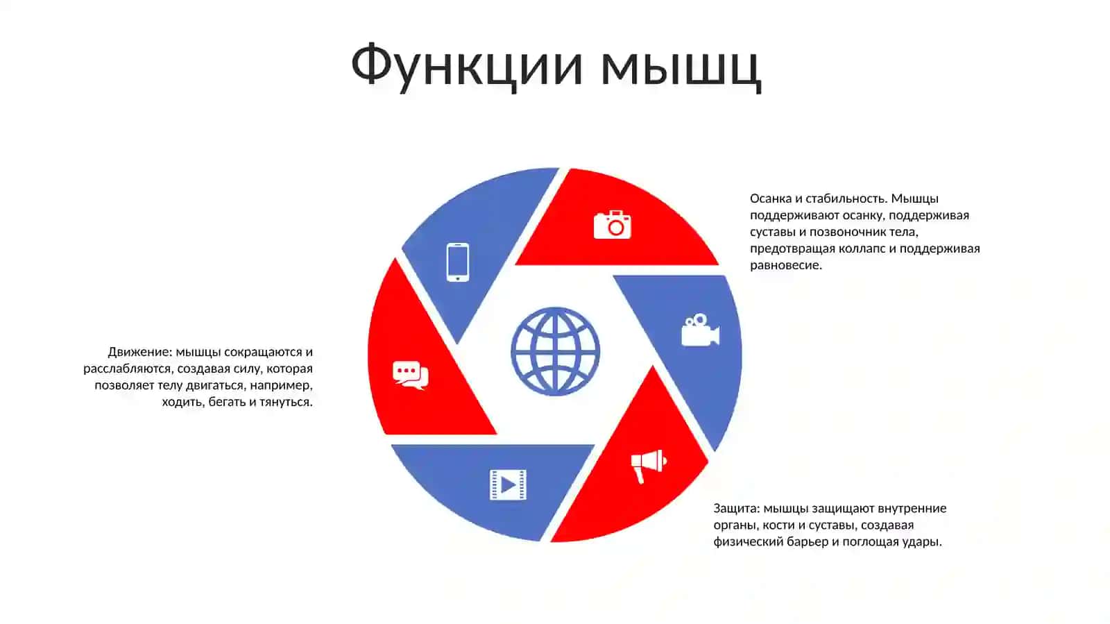 Мышцы 4