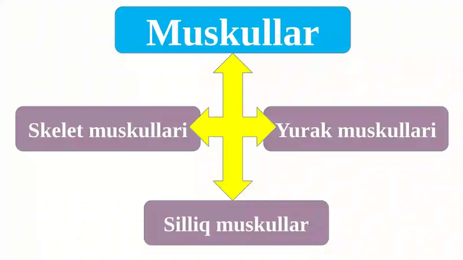 Muskullar 4