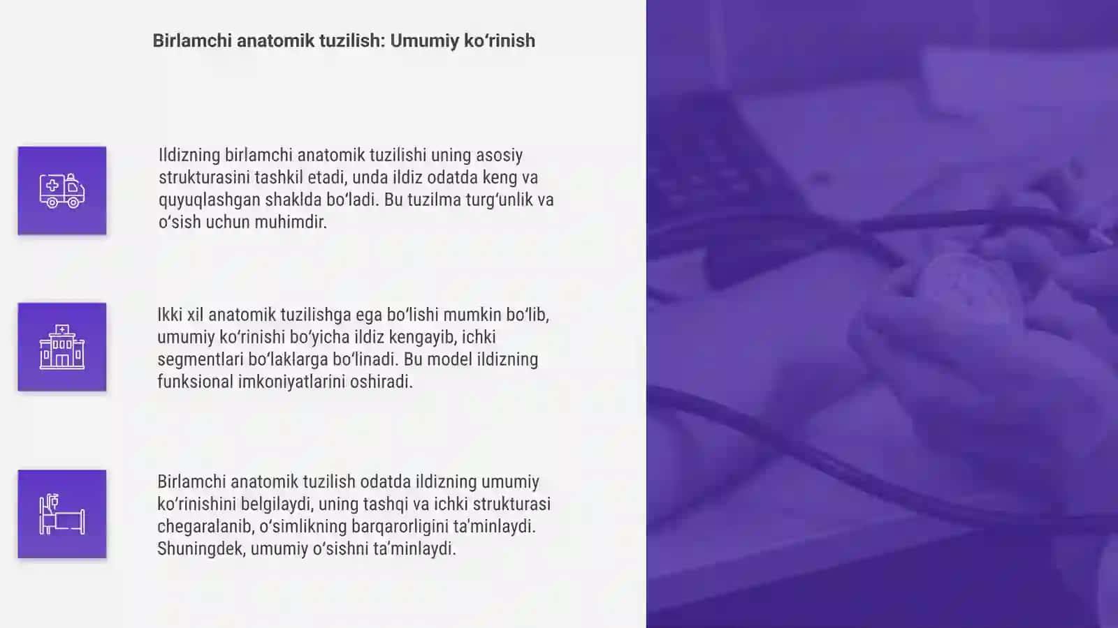 Ildizning birlamchi va ikkilamchi anatomik tuzulishi 4