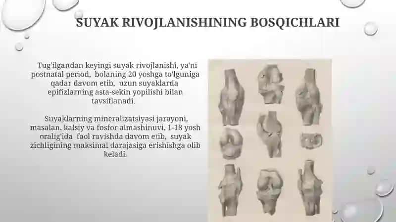 Osteologiyada ishlatiladigan terminlar 4