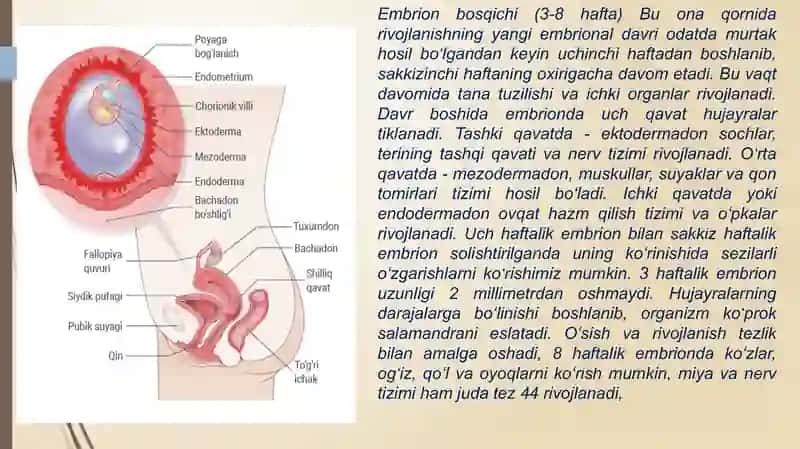 Ontogenezning ilkbosqichlari 4