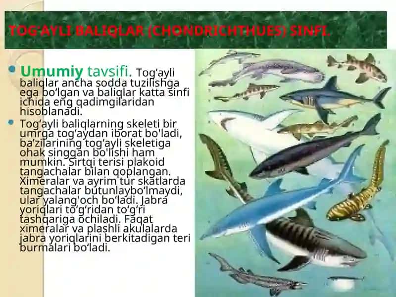 TOG‘AYLI BALIQLAR (CHONDRICHTHUES) SINFI 4