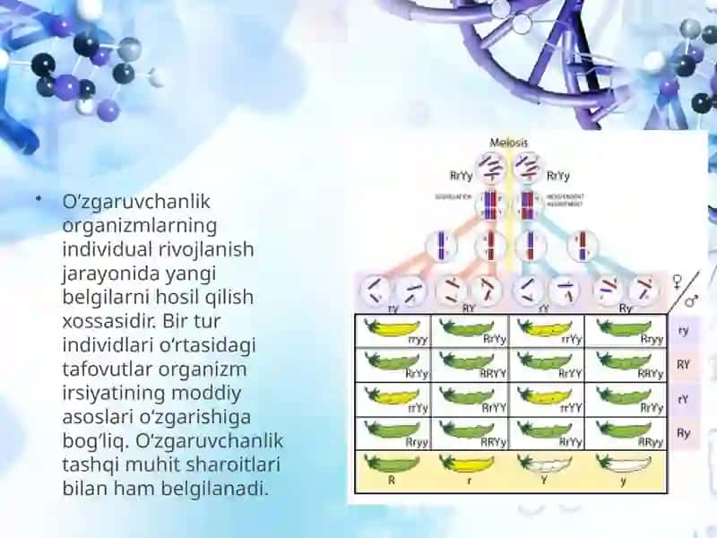 Irsiyatning umumiy qonuniyatlari 4