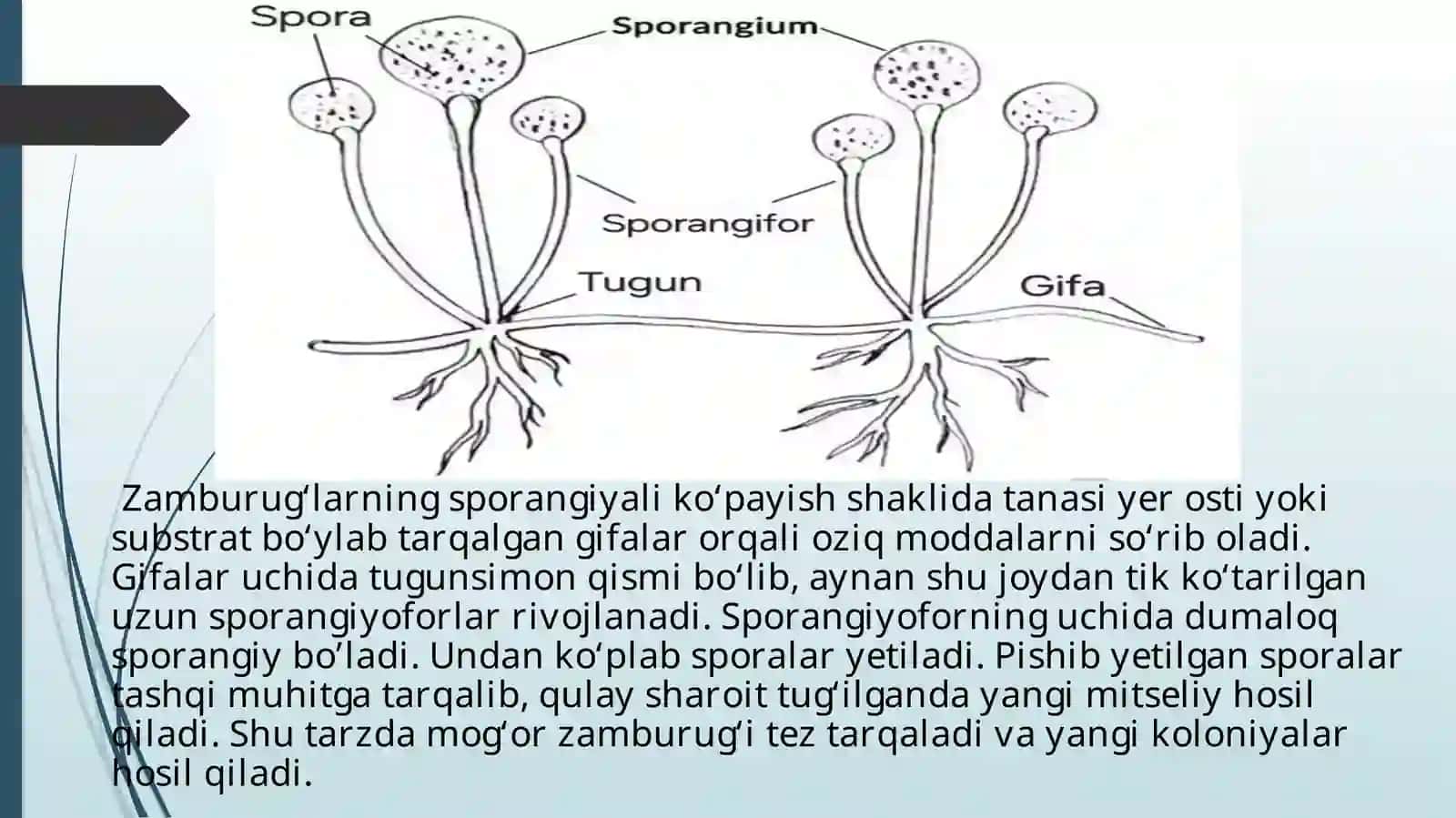 Zamburug’lar 4