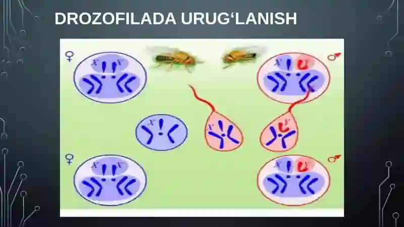 Xromosomalar va urug‘langanlik 4