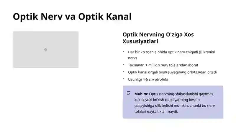 Ko'ruv Yo'llari Anatomiyasi: Tuzilishi va Funksiyalari 4