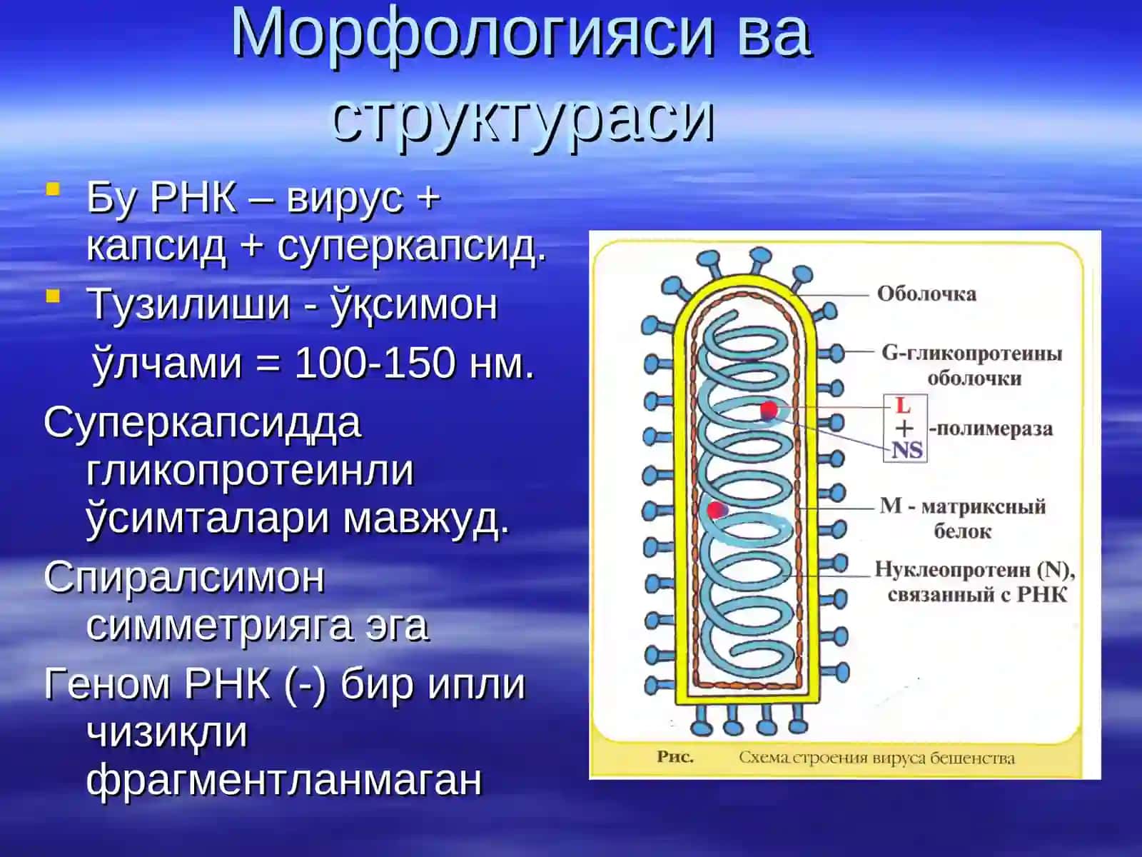 Рабдо ва пикорна вируслар 4