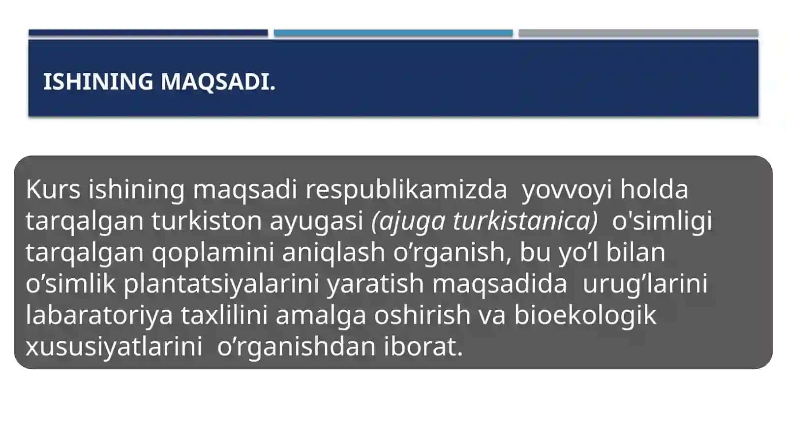 Turkiston ayugasi (Ajuga turkestanica) o’simligi 4
