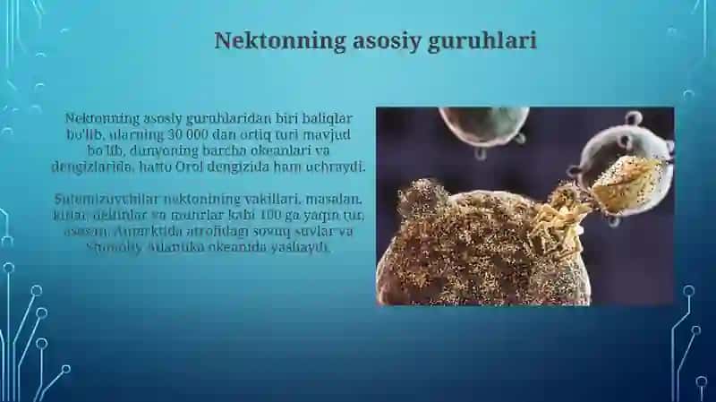 Nekton organizmlar 4