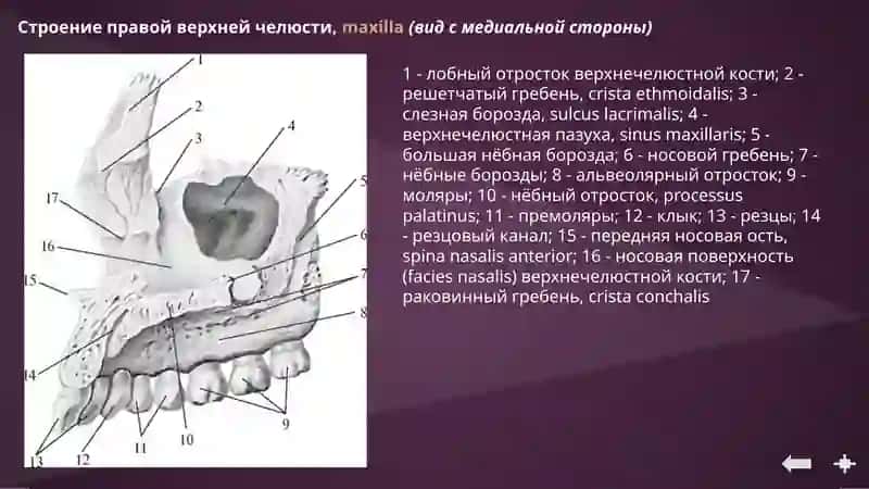 Анатомия верхней и нижней челюсти 4