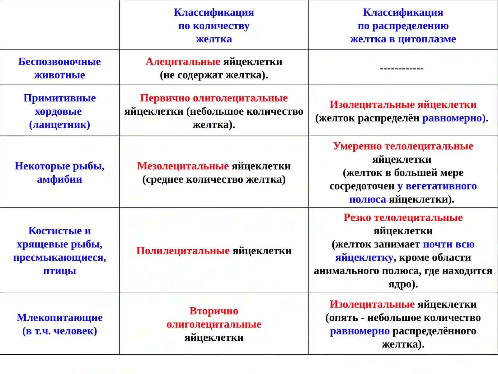 Онтогенез 4