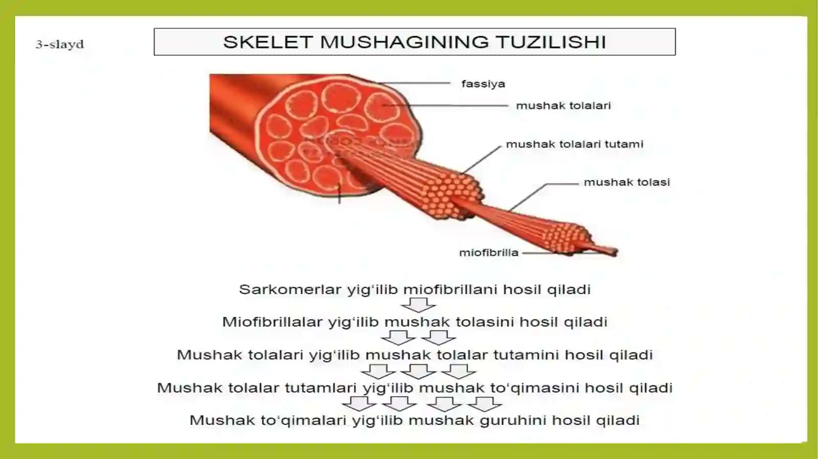 Chaynov muskullari 4