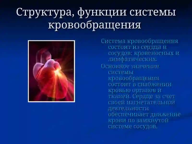 Система кровообращения 4