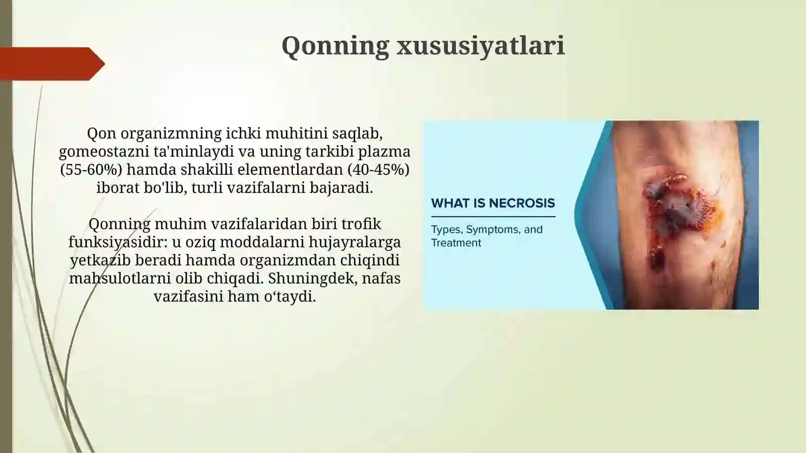 Ichki muhit to'qimalari.Qon 4