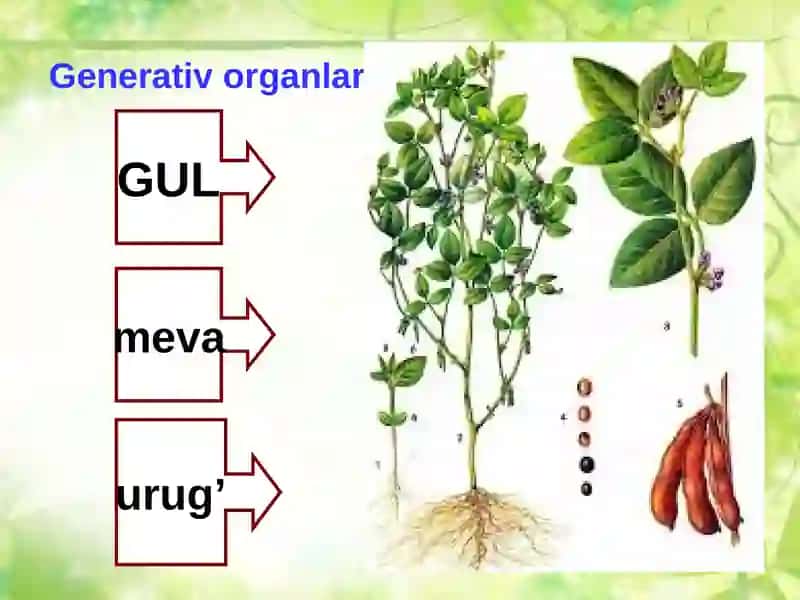 Organlar tuzilishi 4