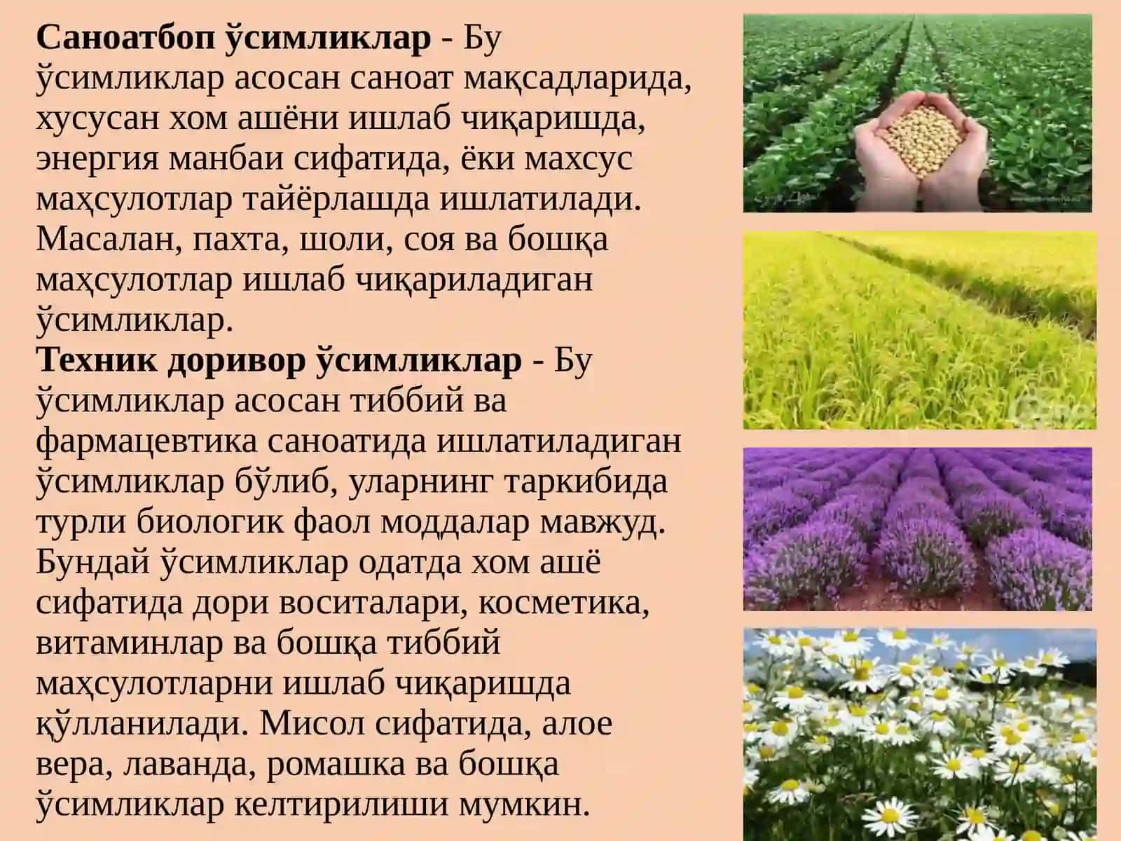 Саноатбоп ва техник доривор ўсимликлар 4