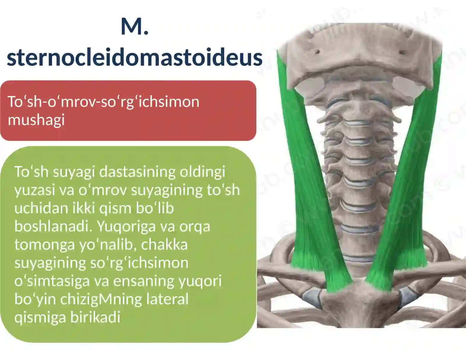 Bo’yin mushaklari 4