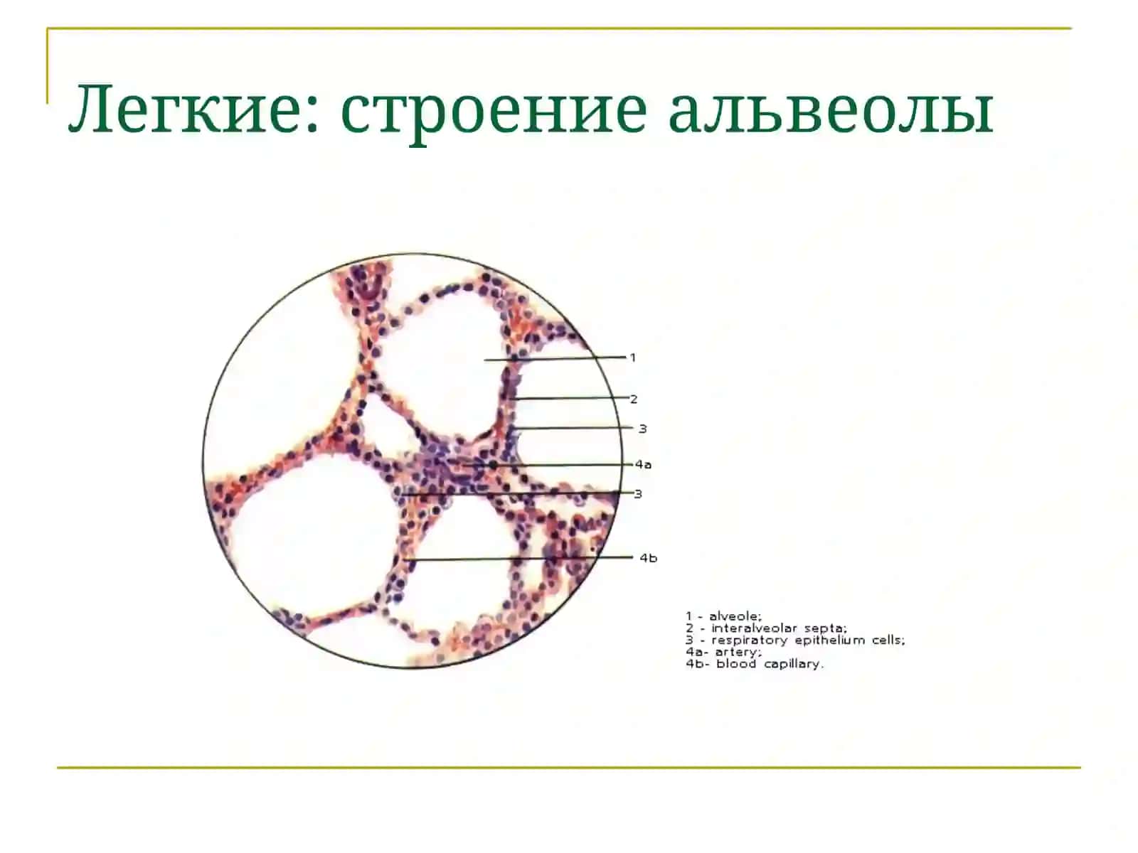 Острые заболевания органов дыхания 4