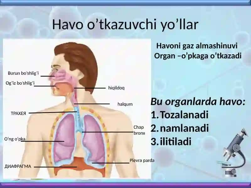 Nafasolish 4